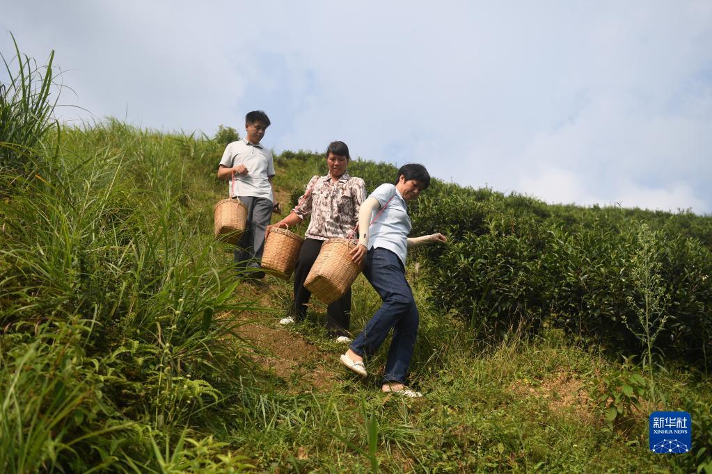 在廣西蒼梧縣六堡鎮(zhèn)山坪村，祝雪蘭（前）和村民采茶后走下茶山（2022年9月22日攝）。新華社記者 陸波岸 攝